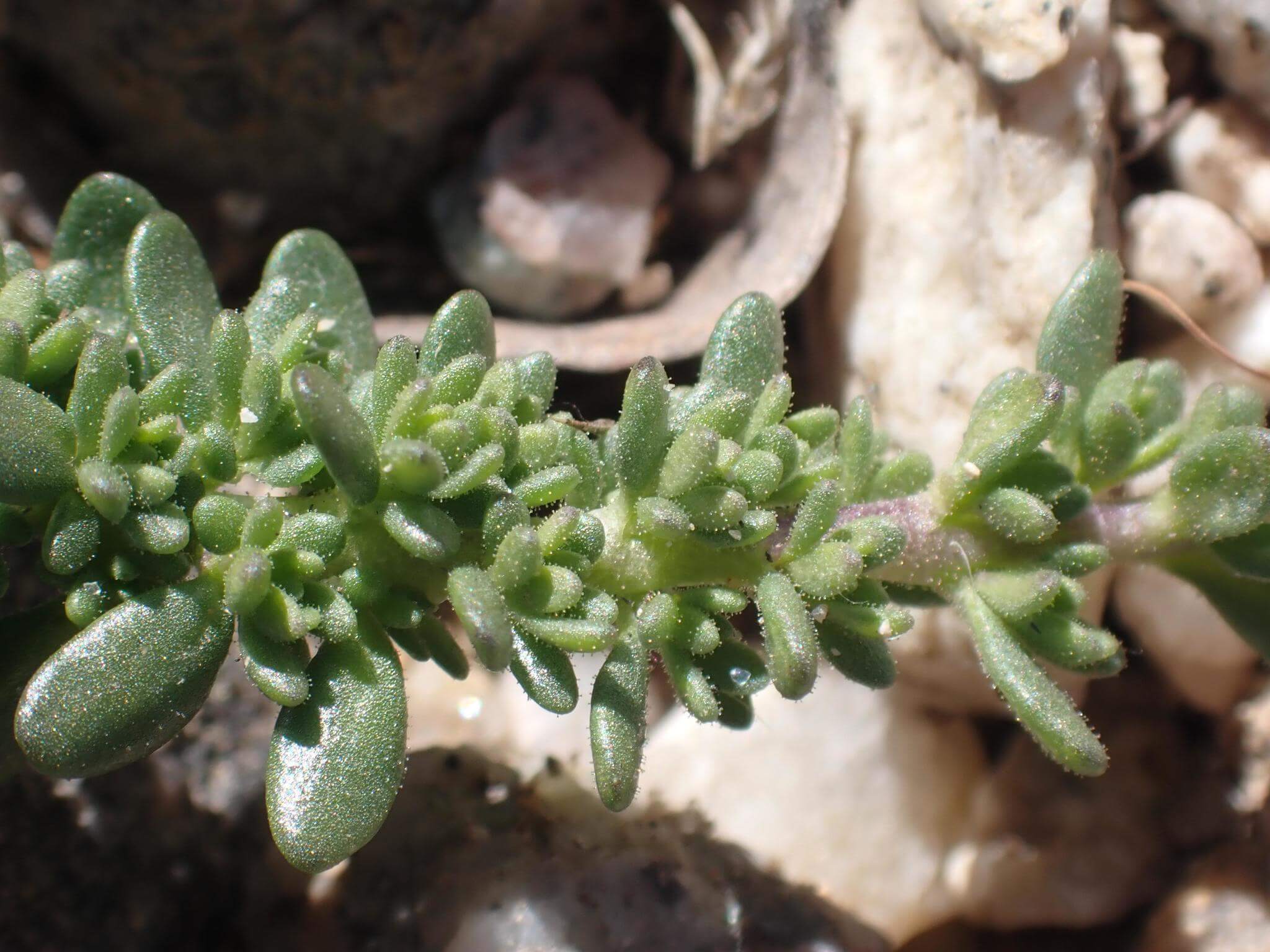 Calibrachoa parviflora